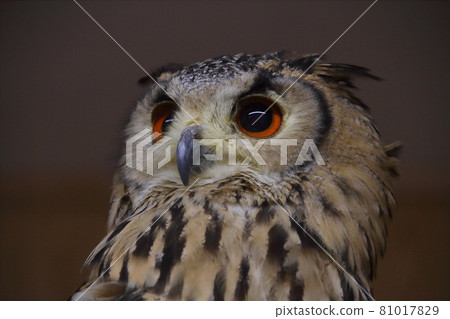 Face up of Cape Eagle Owl in Matsue Vogel Park Face up of Cape Eagle Owl in Matsue Vogel Park 81017829