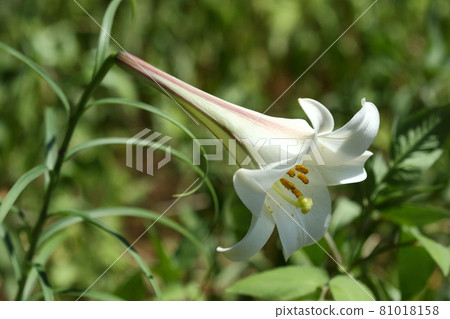 Natural plant Lilium formosanum, native to Taiwan. A flower with purple streaks on thin leaves. It seems that it was imported for gardening and escaped 81018158