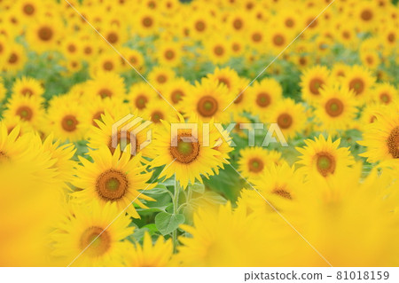 Flowers in the sunflower field 81018159