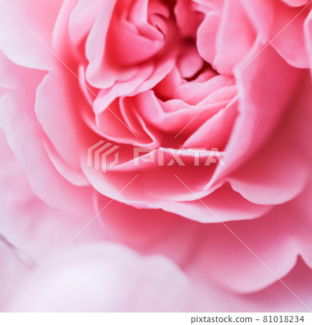 Soft focus, abstract floral background, pink rose flower. Macro flowers backdrop for holiday brand design Soft focus, abstract floral background, pink rose flower. Macro flowers backdrop for holiday brand design 81018234