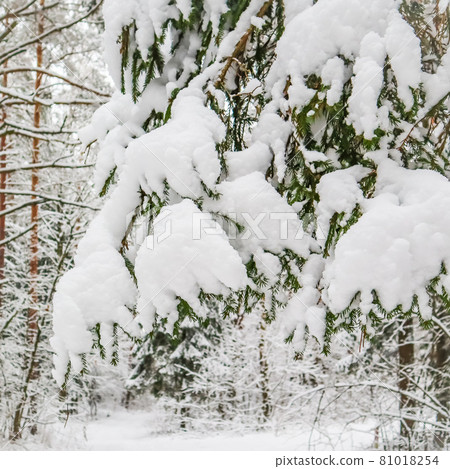 A branch of spruce covered with fluffy snow in a snowy forest. Winter background A branch of spruce covered with fluffy snow in a snowy forest. Winter background 81018254