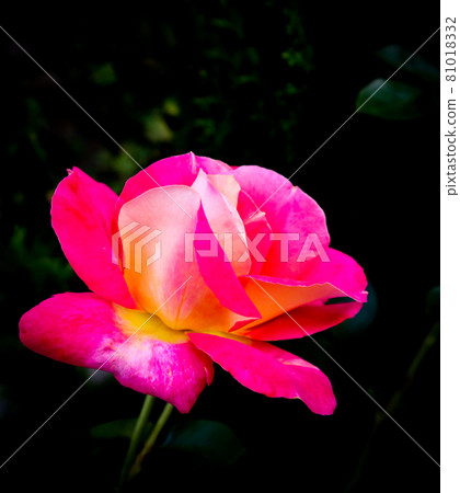 Beautiful pink rose isolated on black background. Ideal for greeting cards for wedding, birthday, Valentine's Day, Mother's Day Beautiful pink rose isolated on black background. Ideal for greeting cards for wedding, birthday, Valentine's Day, Mother's Day 81018332