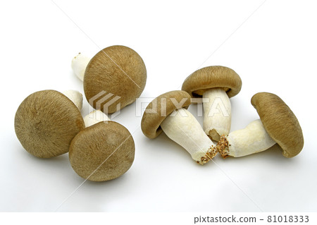 蘑菇（Oguni Shimeji） 81018333