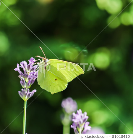 Beautiful yellow Gonepteryx rhamni or common brimstone butterfly on a purple lavender flower 81018410
