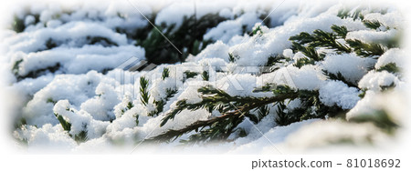 A lot of conifer tree branches covered with fluffy white snow. Background for Christmas and New Year 81018692