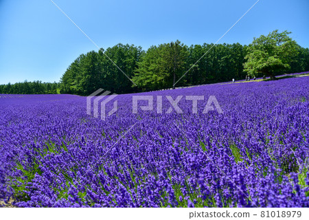 Superb view of the lavender field in full bloom 81018979