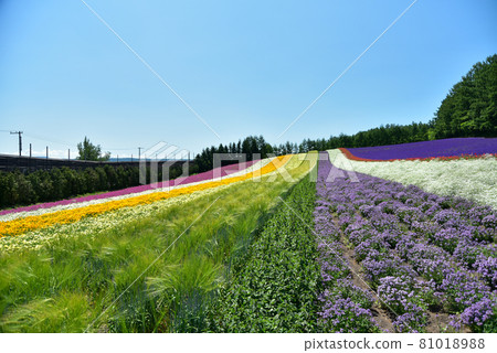Superb view of the lavender field in full bloom Superb view of the lavender field in full bloom 81018988