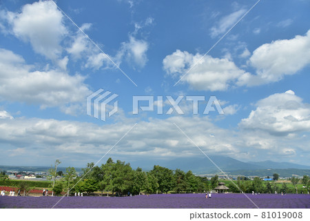 盛開的薰衣草田的絕妙景色 81019008