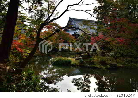 Autumn leaves of Komaki Komingoji Autumn leaves of Komaki Komingoji 81019247
