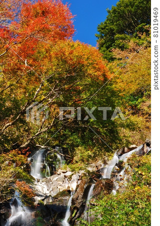箱根飛龍瀑布與秋葉 81019469