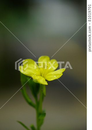 Evening primrose after the rain 81019701