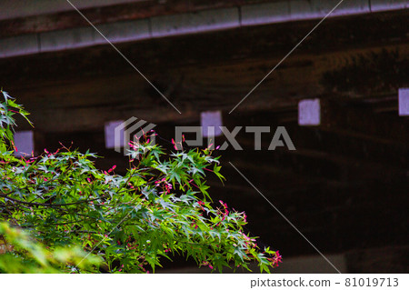 與藍楓和寺廟 81019713