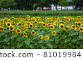 Pretty sunflowers blooming in profusion in the field 81019984