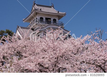 Sakura and Nagahama Castle in full bloom 81020093