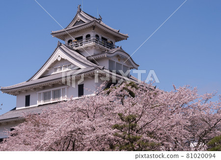 Sakura and Nagahama Castle in full bloom 81020094
