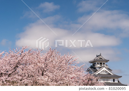 Sakura and Nagahama Castle in full bloom 81020095