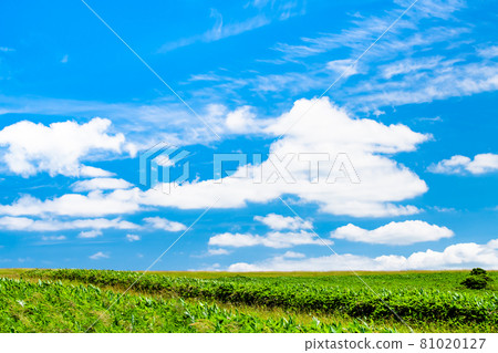 Hokkaido Summer Soya Hills (Wind Farm) Hokkaido Summer Soya Hills (Wind Farm) 81020127