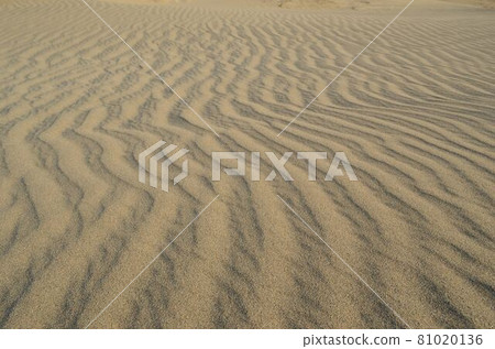 鳥取沙丘 81020136