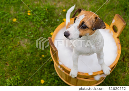 The dog is washed in a wooden tub outdoors. jack russell terrier take a bubble bath in the backyard lawn The dog is washed in a wooden tub outdoors. jack russell terrier take a bubble bath in the backyard lawn 81020252
