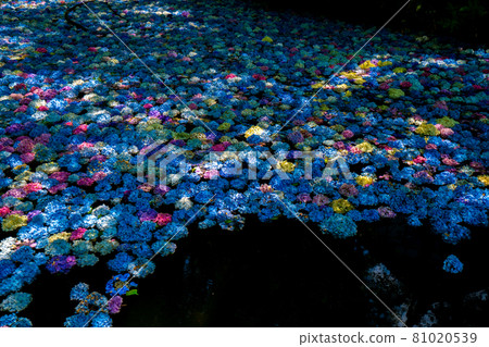 陸奧繡球園 繡球池 81020539