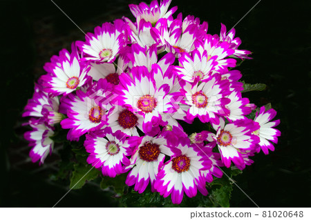Cineraria white purple edge flower Cineraria white purple edge flower 81020648