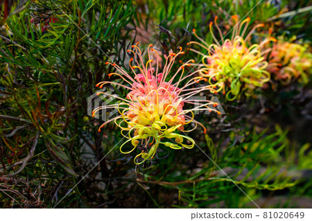 See the unique flowers of Grevillea Splendor. It is a pastel color. See the unique flowers of Grevillea Splendor. It is a pastel color. 81020649