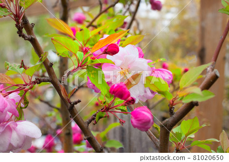 It is a flower of a crab apple. Very cute shape and pale color are wonderful. It is a flower of a crab apple. Very cute shape and pale color are wonderful. 81020650