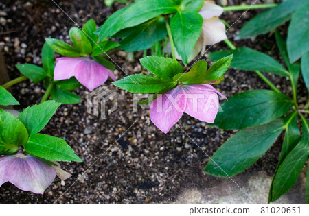 Christmas rose flower pink Christmas rose flower pink 81020651