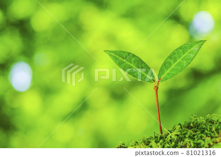 Close-up eco-image of sprout 81021316