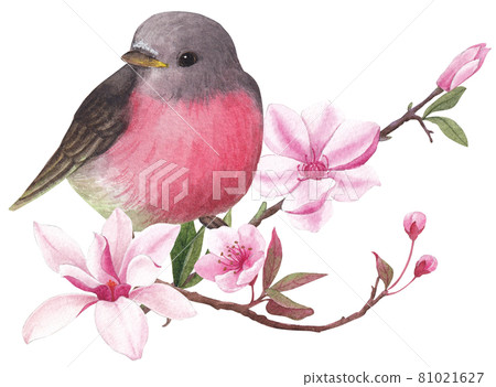 Cherry blossom and bird watercolor 81021627