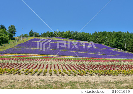 View of Nakafurano Hokuseizan Lavender Garden 81021659