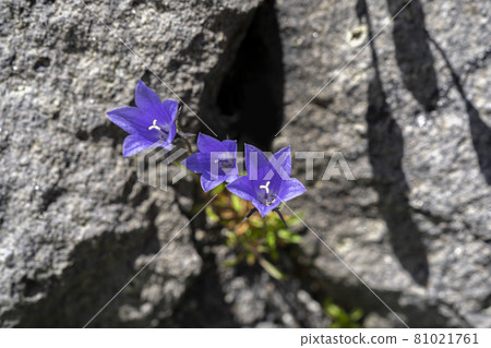 Campanula lasioides blooming in the summer mountains of the Alps Campanula lasioides blooming in the summer mountains of the Alps 81021761