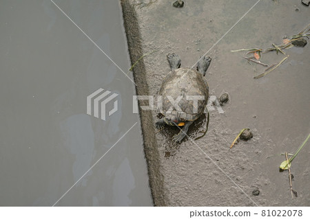 Mississippi Pond slider 81022078