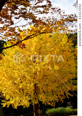 大池公園的巨型黃銀杏樹 大池公園的巨型黃銀杏樹 81022092