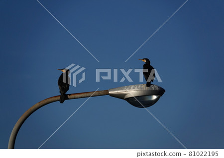 Two Japanese cormorants 81022195