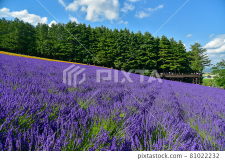 盛開的美麗薰衣草田 81022232