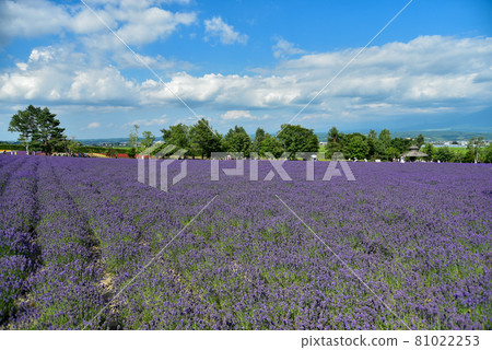 Beautiful lavender field in full bloom Beautiful lavender field in full bloom 81022253