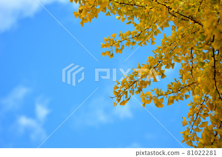 Giant yellow ginkgo tree in Oike Park 81022281