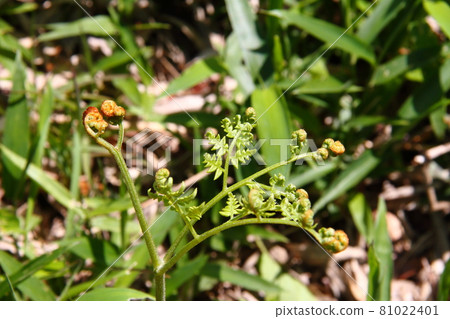 Bracken 15 Bracken 15 81022401