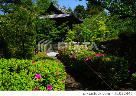 Pink azalea flowers Pink azalea flowers 81022445