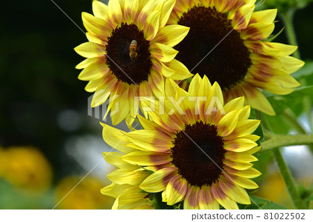 Sunflower flowers 81022502