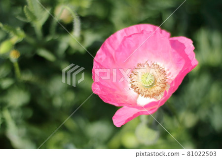 Poppy up (Kasaoka Bay Farm) 81022503