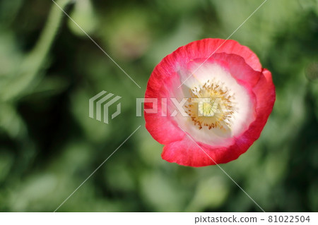 Poppy up (Kasaoka Bay Farm) 81022504