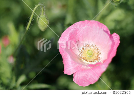 Poppy up (Kasaoka Bay Farm) 81022505