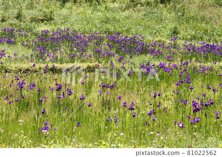 Japanese iris 06 Japanese iris 06 81022562