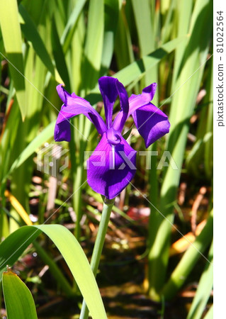 Japanese iris 08 81022564