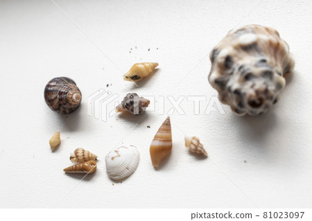 [Summer image] Many seashells 81023097
