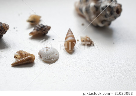 [Summer image] Many seashells 81023098