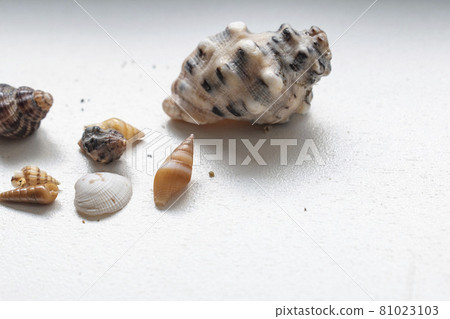[Summer image] Many seashells 81023103