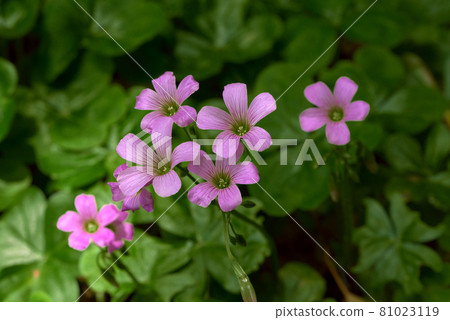 Murasaki Kabaki Murasaki Kabaki 81023119